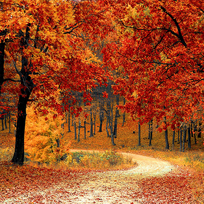 winding foot path through woods in fall leaf colors